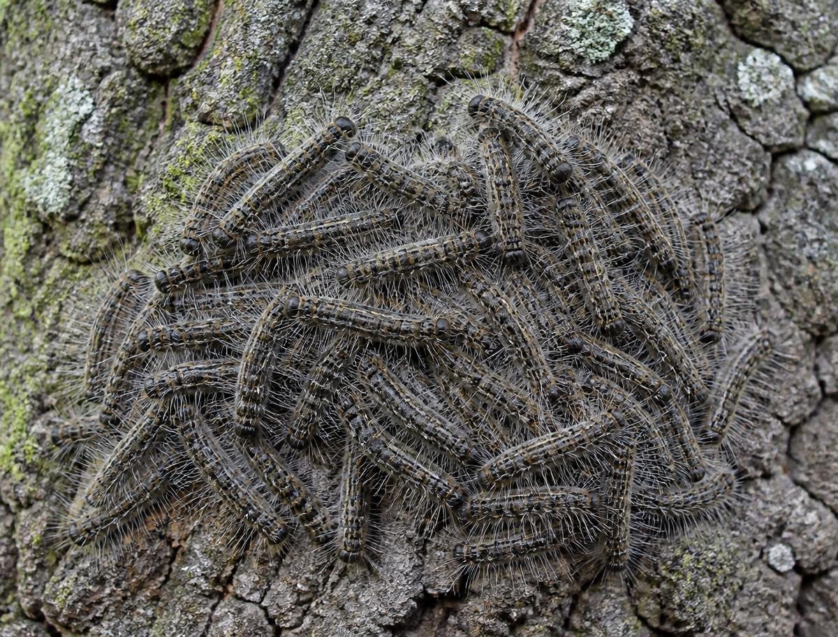 Cluster of hairy grey-brown caterpillars grouped on oak bark