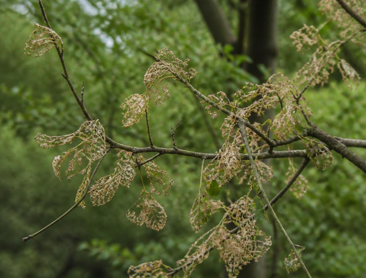 Oak branch with skeletonised and heavily eaten leaves