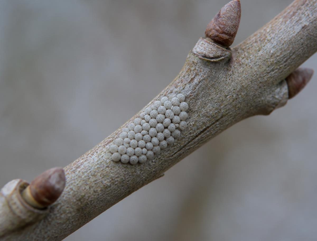 Plaque of small eggs on a slender oak twig in winter