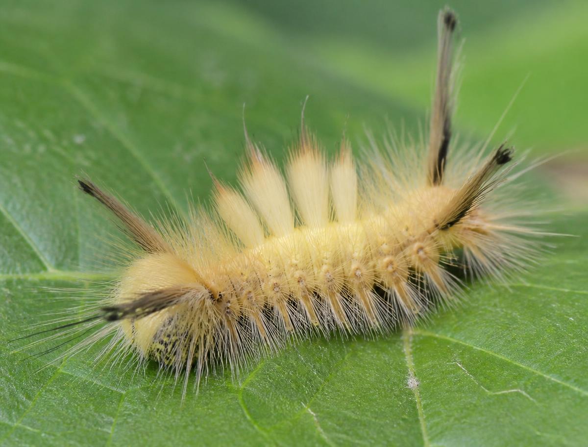 Fluffy pale native tussock moth caterpillar on a green leaf