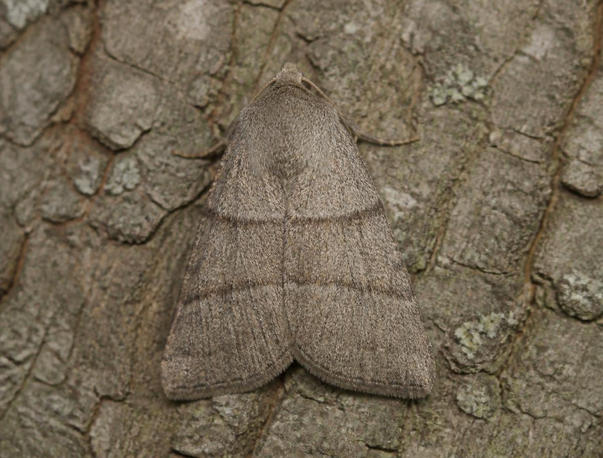 Plain grey-brown adult moth resting on oak bark at night