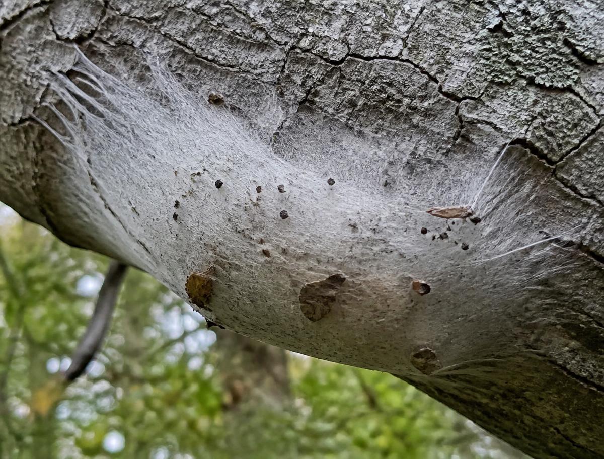 White silken webbing nest on the underside of an oak branch