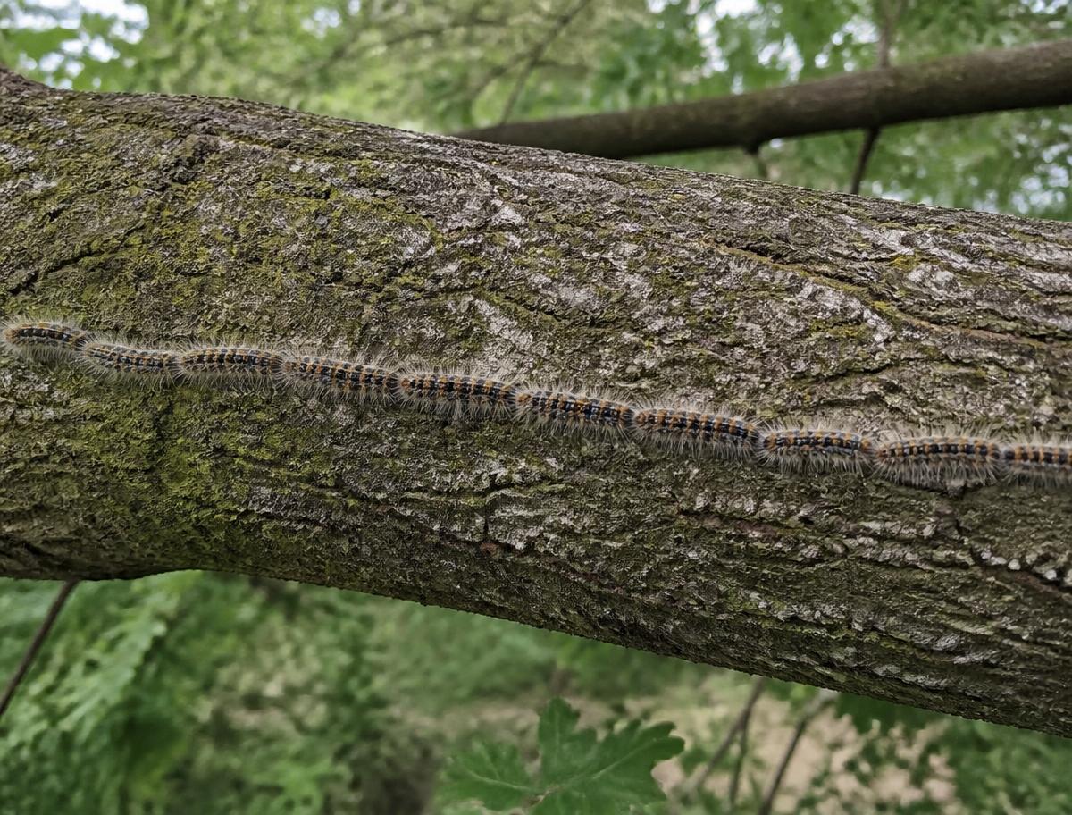 Caterpillars moving nose-to-tail in a line along an oak branch