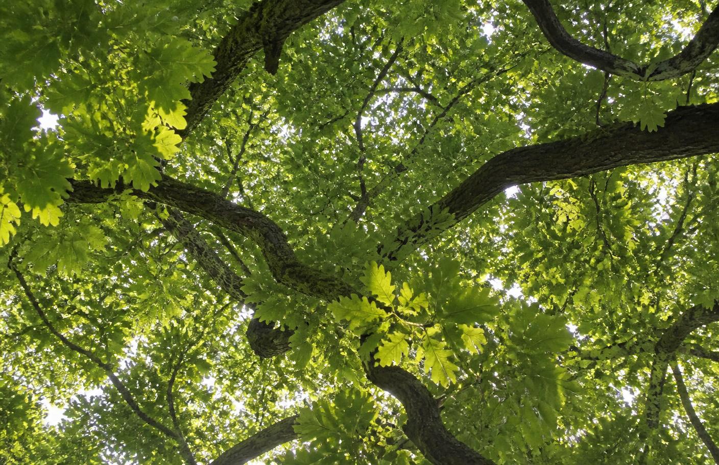 Sunlight through the canopy of a mature oak tree